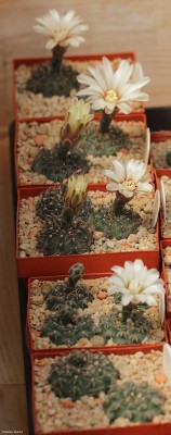 Gymnocalycium_quehlianum_Gruppe.JPG