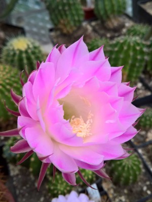 Echinopsis oxygona v.grandiflora 2.jpg