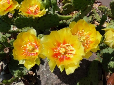 Opuntia spec. Utah 1.jpg