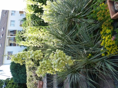 Yucca glauca Durango (600x800).jpg