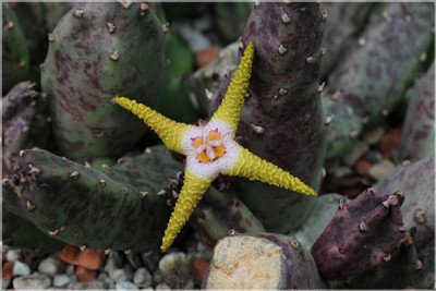 Stapelia flavopurpurea ich klein.JPG