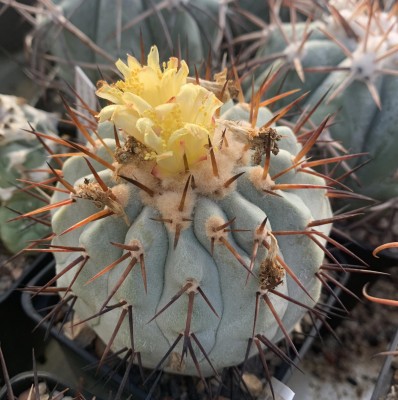 16877.JPG (207.84 KiB) 11548 mal betrachtet Copiapoa cinerea ssp. columna-alba JA24