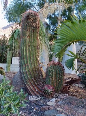 Ferocactus steinesii, 20 jähr. (596x800).jpg