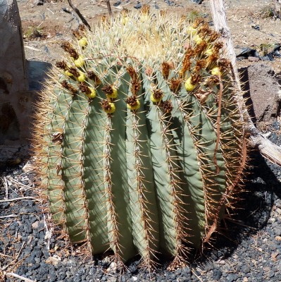 Ferocactus glaucescens (797x800).jpg