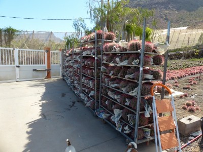 Ferocactus steinesii v. pilosii  Transport in die EU.jpg