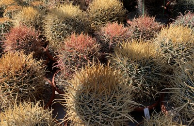 17437.JPG (645.44 KiB) 12895 mal betrachtet jede Menge F. chrysacanthus