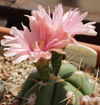 Gymnocalycium_buenekeri.JPG