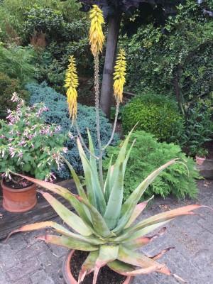 IMG_8979 Kopie.jpg (645.8 KiB) 14725 mal betrachtet Hat scho im Sommer 2021 geblüht