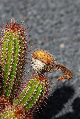 Echinopsis huascha Frucht 01.jpg