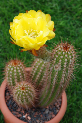 Echinopsis huascha gelb 01.jpg