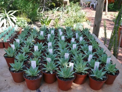 917,SA,Aloe polyphylla (800x600).jpg
