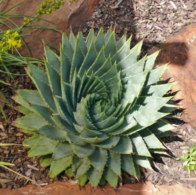 918,SA,Aloe polyphylla (800x600).jpg