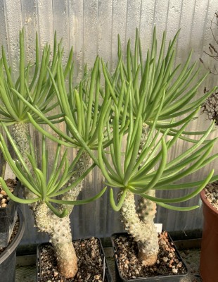 Tylecodon wallichii