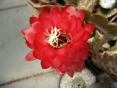 Trichocereus huascha (rot, 2. Tag).JPG