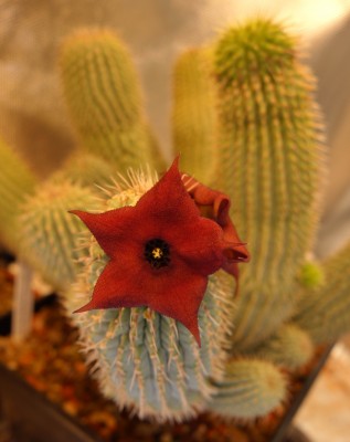 Hoodia flower 2.JPG