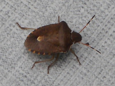 Baumwanze4.jpg (468.08 KiB) 8195 mal betrachtet Einer der mutmaßlichen Übertäter - im Frühjahr grün grfärbt.