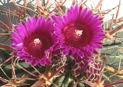 Ferocactus latispinus9.jpg