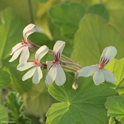 Pelargonium_quinquelobatum.JPG