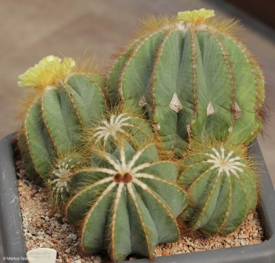 Eriocactus_magnificus.JPG