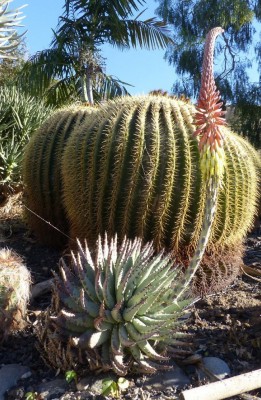 Aloe erinacea.JPG