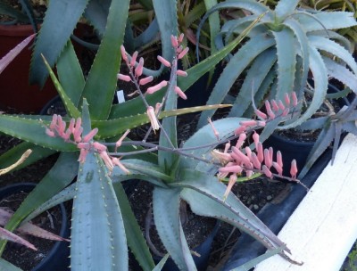 Aloe secundiflora,Kazi Kazi, Kenia.JPG