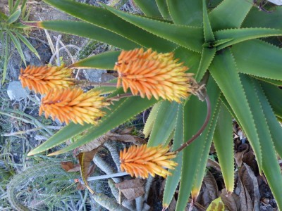 Aloe trichosantha Hybr. Blüten.JPG