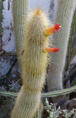 Cleistocactus strausii.JPG