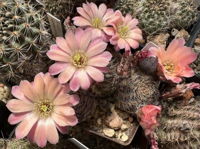 27496.JPG (616.84 KiB) 11546 mal betrachtet Aylostera pallida WR645