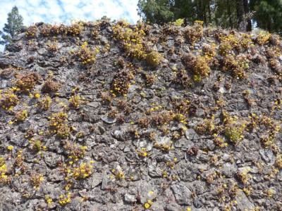 Wand mit Aeonium simsii.jpg