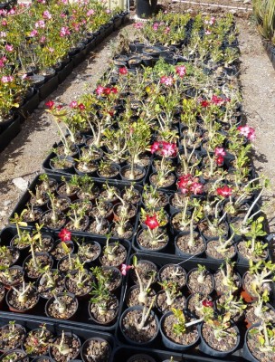 Adenium obesum, Töpfe.jpg