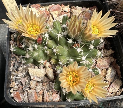 28251.JPG (406.26 KiB) 11827 mal betrachtet Escobaria missouriensis subsp. navajoensis RP 33