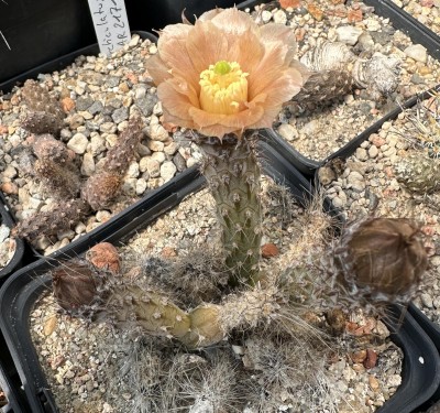 28706.JPG (376.56 KiB) 11920 mal betrachtet Pterocactus spec. 'Schild verloren gegangen'