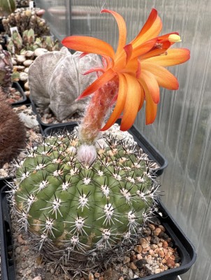 29753.JPG (235.75 KiB) 17231 mal betrachtet M. intertexta