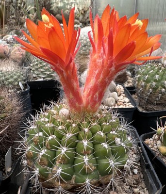 29754.JPG (231.7 KiB) 17231 mal betrachtet M. intertexta oder etwas anderes?