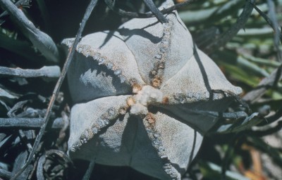 Astrophytum myriostigma  (2).jpg
