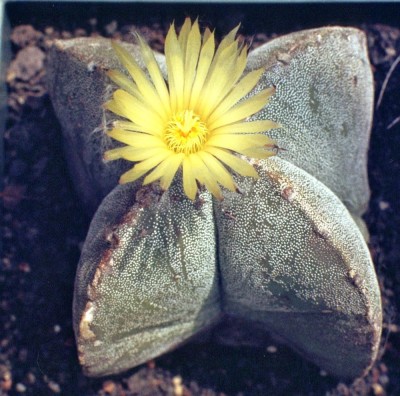Astrophytum myriostigma Jaumavetal.jpg
