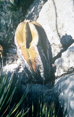Astrophytum myriostigma v. nudum.jpg