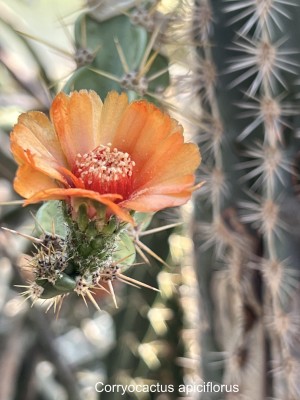 Corryocactus apiciflorus.jpeg