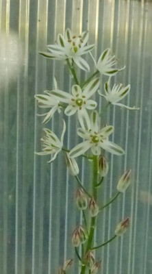 Albuca spec.jpg