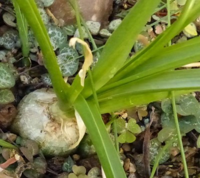 Albuca spec. 1.jpg