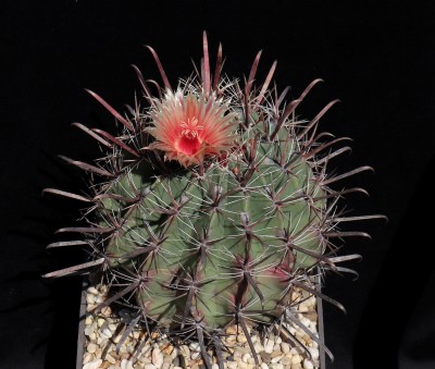 IMG_7613-a.jpg (523.72 KiB) 20845 mal betrachtet Feroc. peninsulae