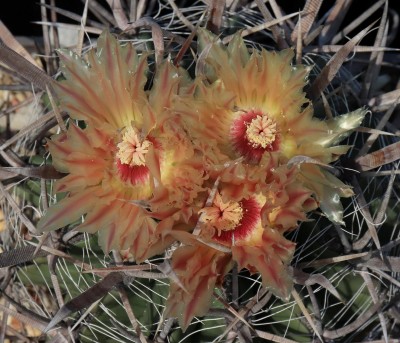 IMG_7821-a.jpg (344.48 KiB) 20845 mal betrachtet Feroc. santa-maria