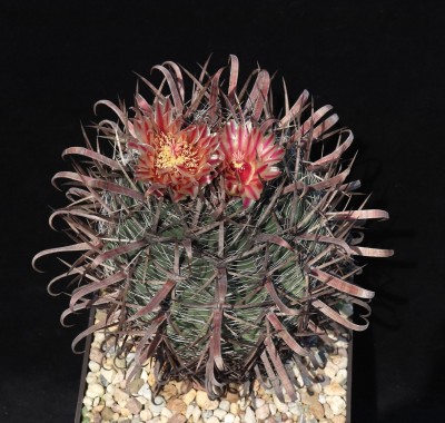 IMG_7923-a.jpg (500.39 KiB) 21599 mal betrachtet Feroc. hybr santa-maria x coloratus