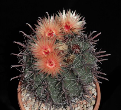 IMG_8176-a.jpg (547.77 KiB) 21499 mal betrachtet Feroc. peninsulae, Säml. 1985