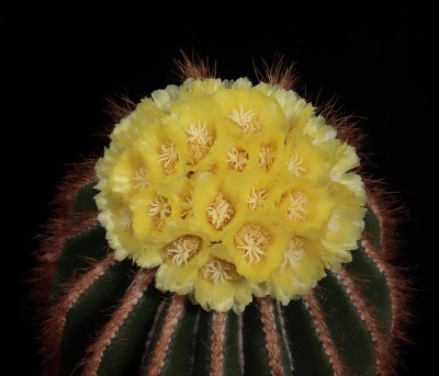 IMG_8398-a.jpg (634.93 KiB) 14571 mal betrachtet Notoc. (Parodia) warasii