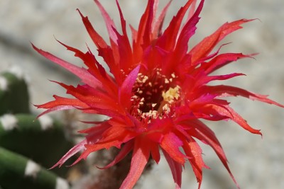 Echinopsis subdenu-Hyb.jpg