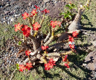 Pachypodium windsorii, Blüten.jpg