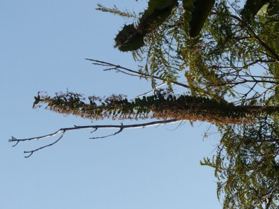 Agave titanota Früchte.JPG