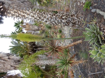 Agave titanota mit Blüten.jpg