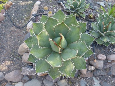 Agave titanota.JPG